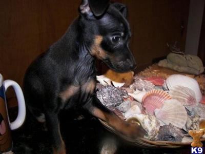 Miniature Pinscher Puppies for Sale